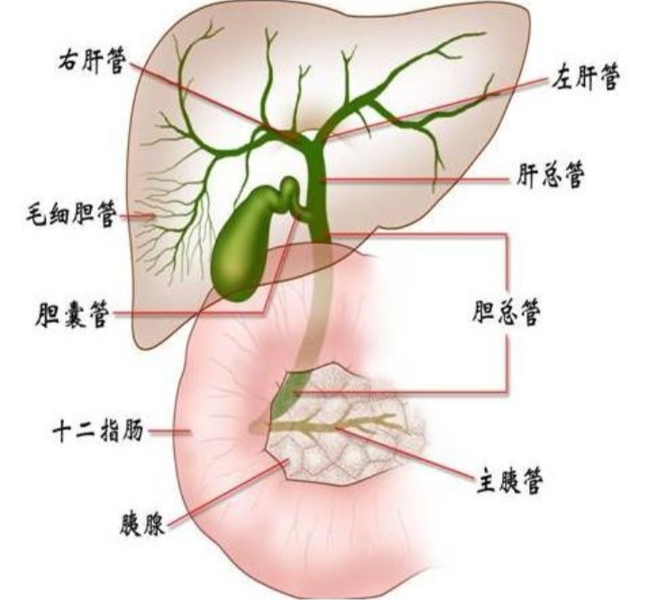 【百科知识】什么减肥达人都说减肥先养肝？-第3张