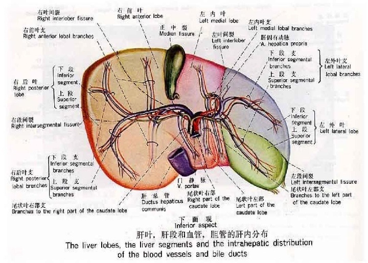 【百科知识】什么减肥达人都说减肥先养肝？-第2张