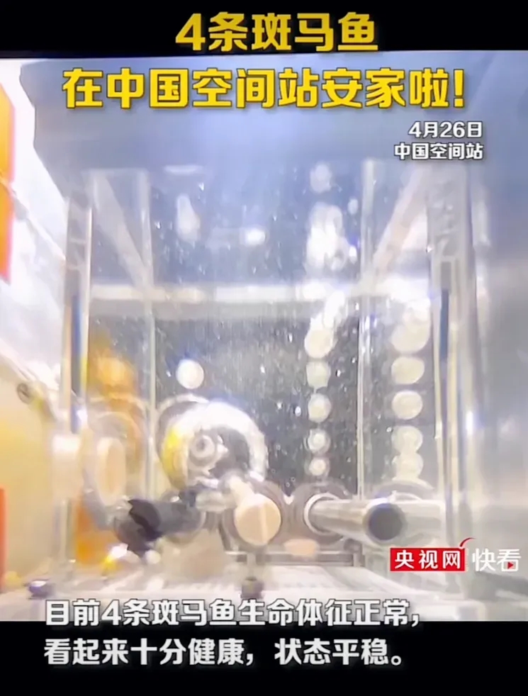 中国科学家实现太空养鱼！斑马鱼变太空小白鼠-第1张
