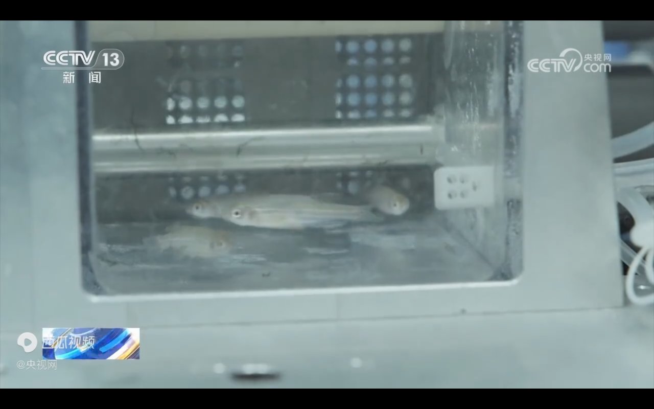 中国科学家实现太空养鱼！斑马鱼变太空小白鼠-第2张