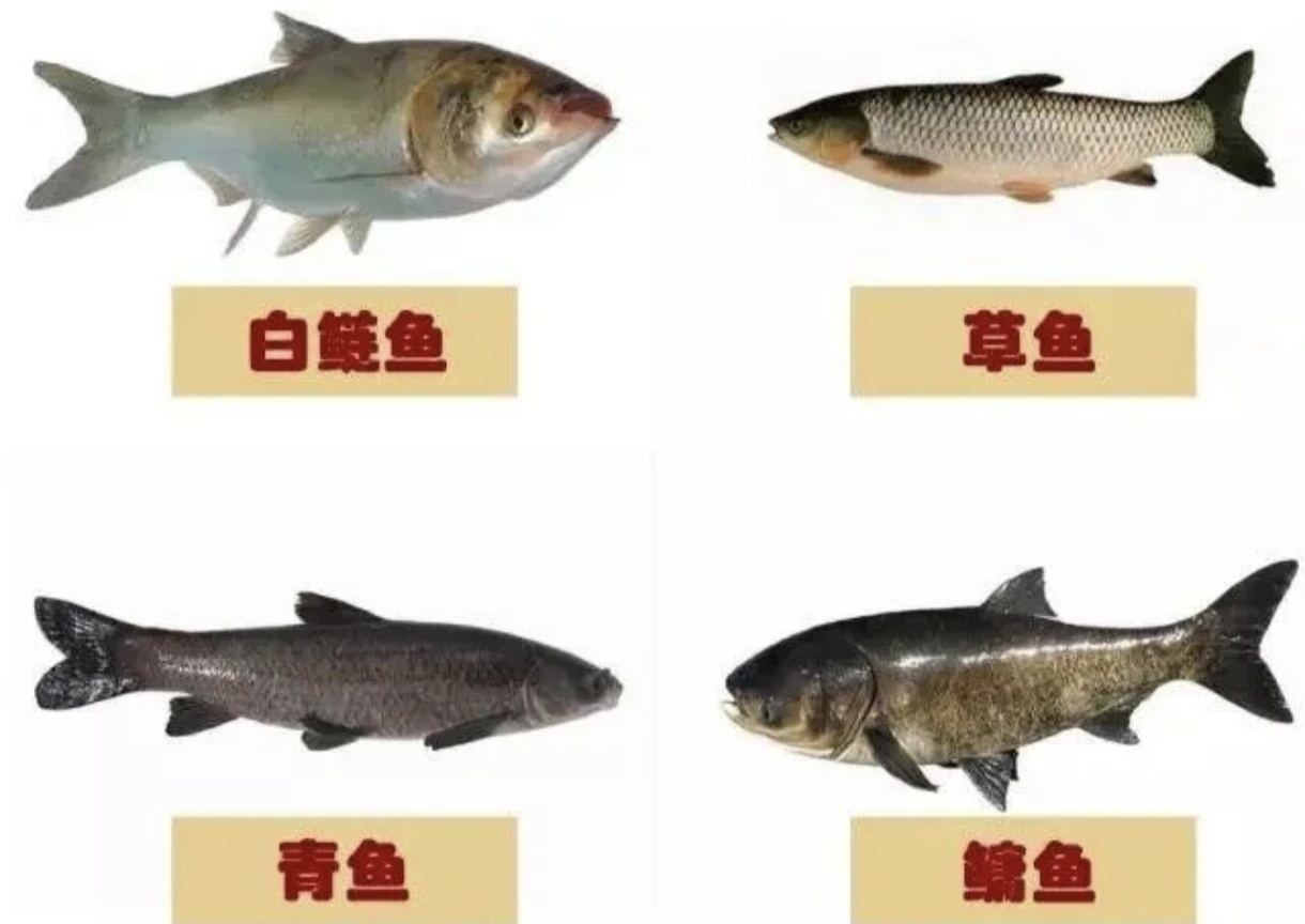 一篇文章帶你認識四大家魚！青草鰱鱅一次全認識！