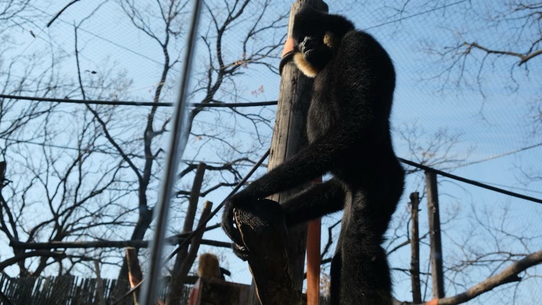 投票適合盒友體質的南京窮遊記「南京」（紅山動物園篇）-第2張