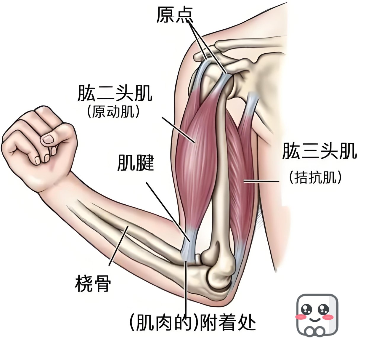 热门不做细狗！如何暑假在家锻炼手臂？-第1张