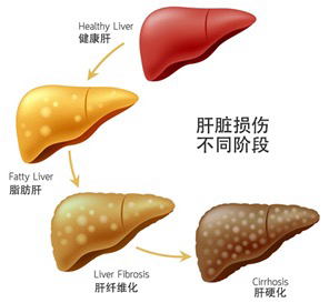 肝臟：人體的再生奇蹟與無聲的罷工-第1張