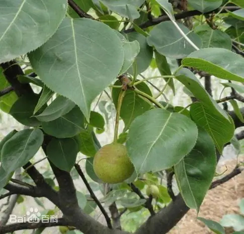 【花卉鉴赏】大学生虚拟第三学期选课记录-第2张