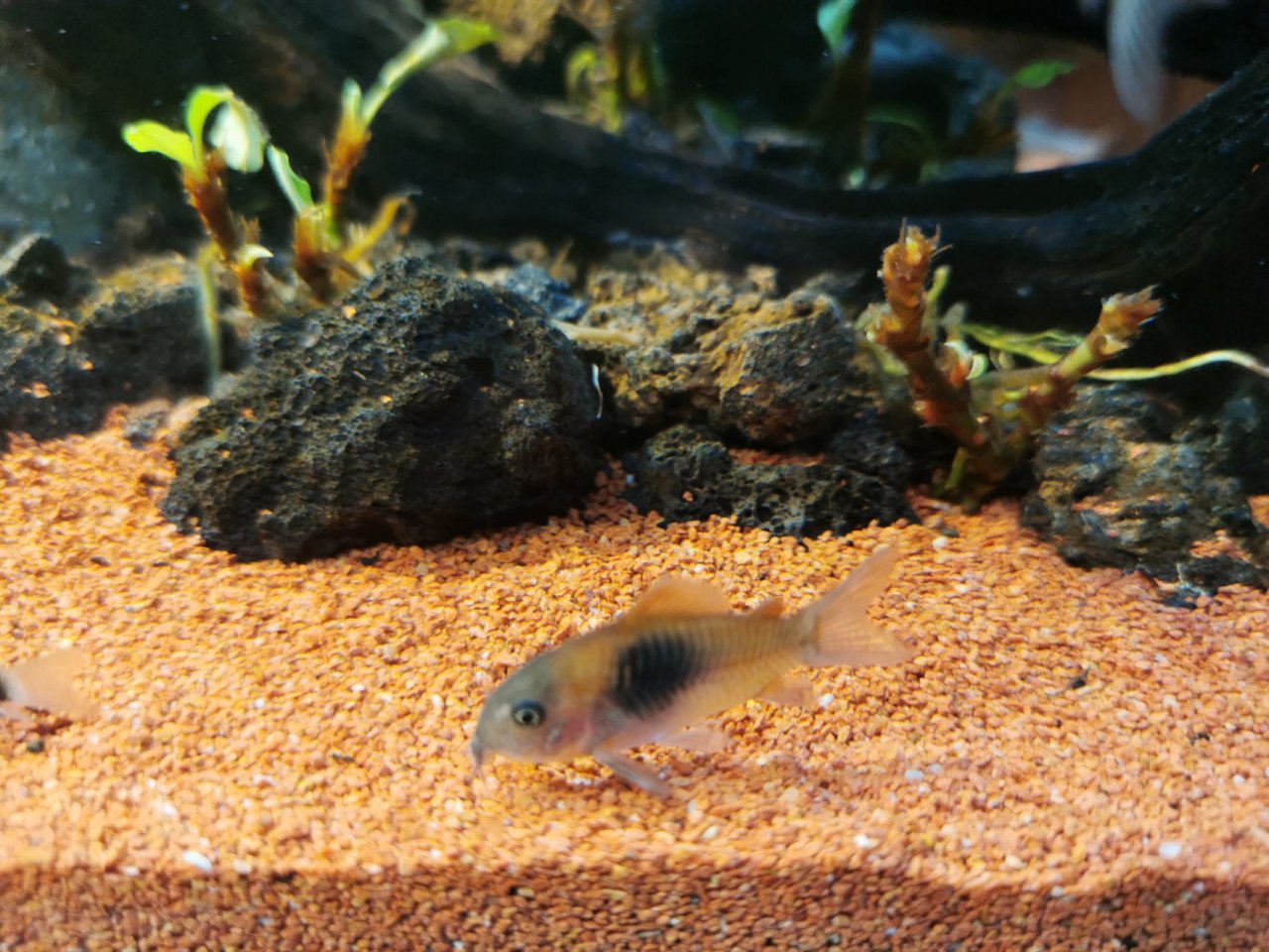 【球盟会】鼠鱼推荐！