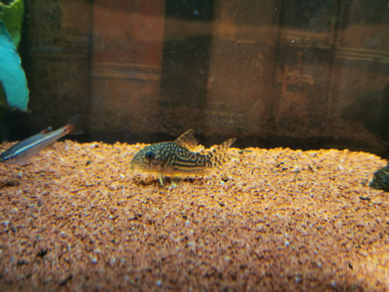 【球盟会】鼠鱼推荐！