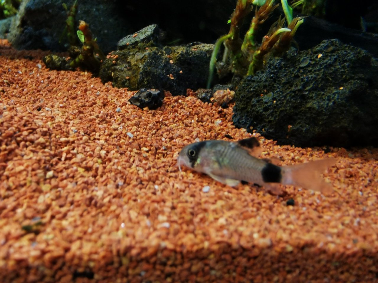 【球盟会】鼠鱼推荐！