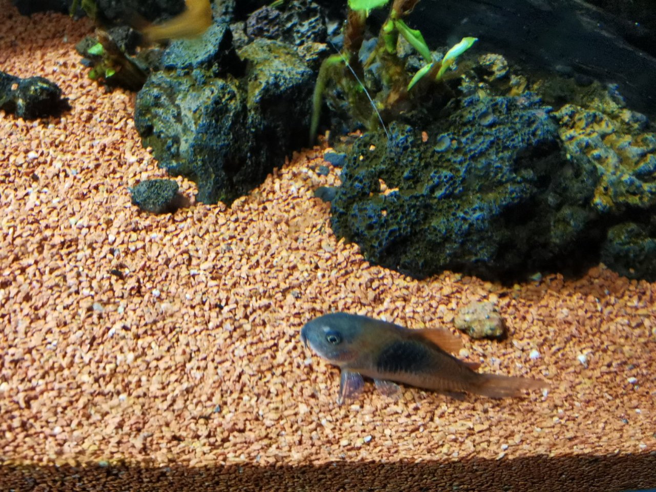 【球盟会】鼠鱼推荐！