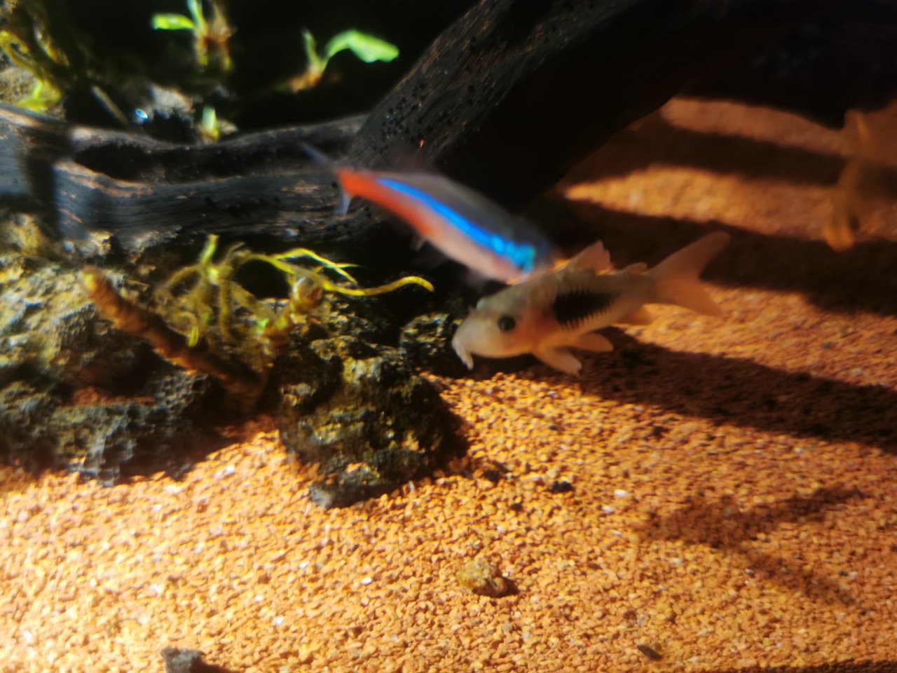 【球盟会】鼠鱼推荐！