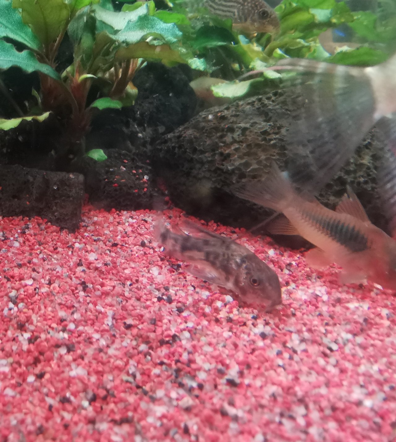 【球盟会】鼠鱼推荐！