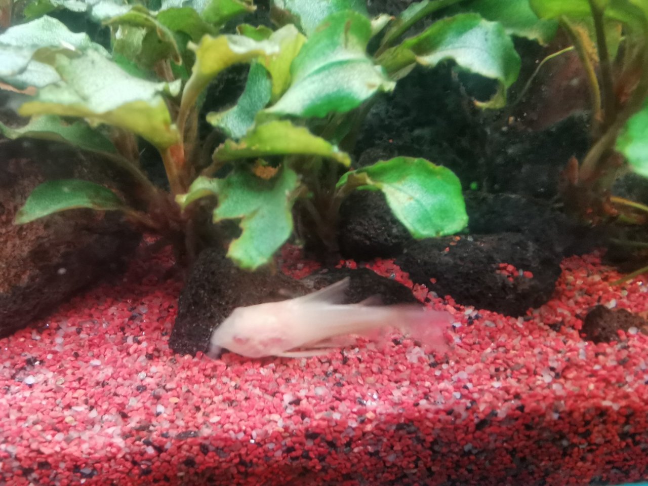 【球盟会】鼠鱼推荐！