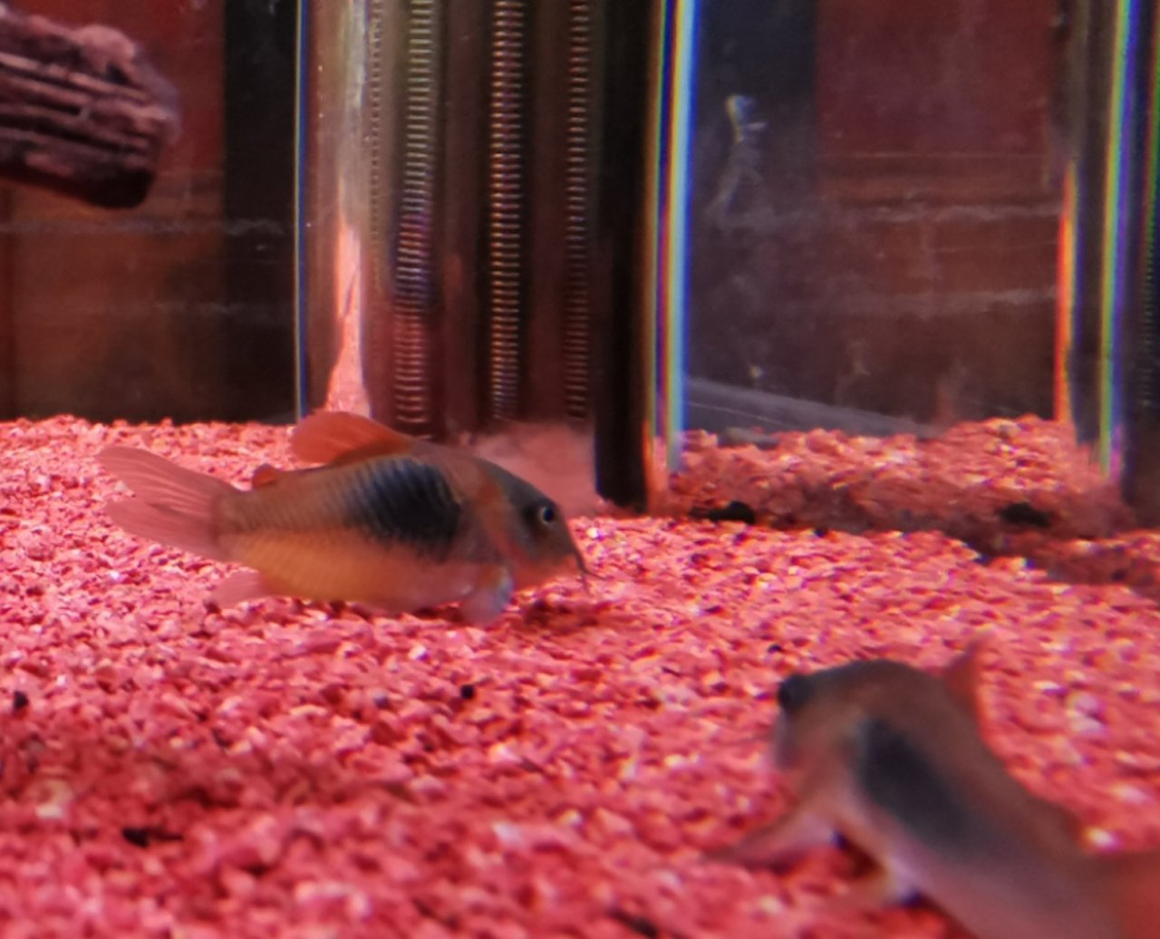 【球盟会】鼠鱼推荐！