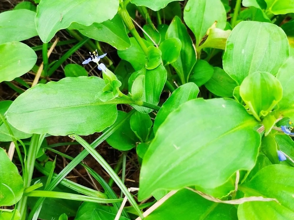 路边小草，你了解它们吗-第0张