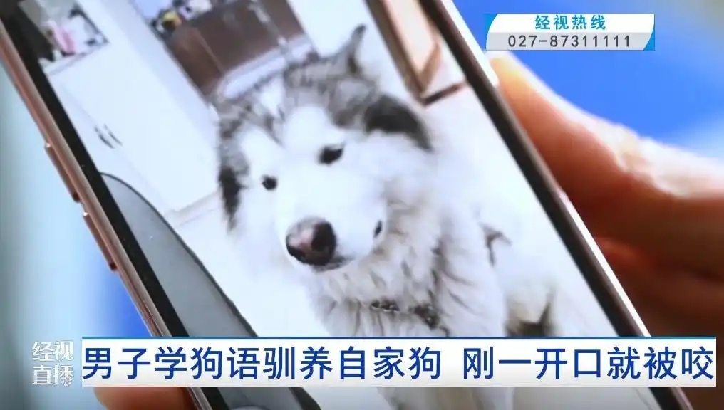 男子尝试狗语驯服爱犬遭反噬：网友热议说错话啦！-第1张