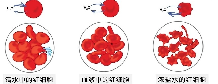 浓缩西梅汁真的加了泻药吗？-第2张