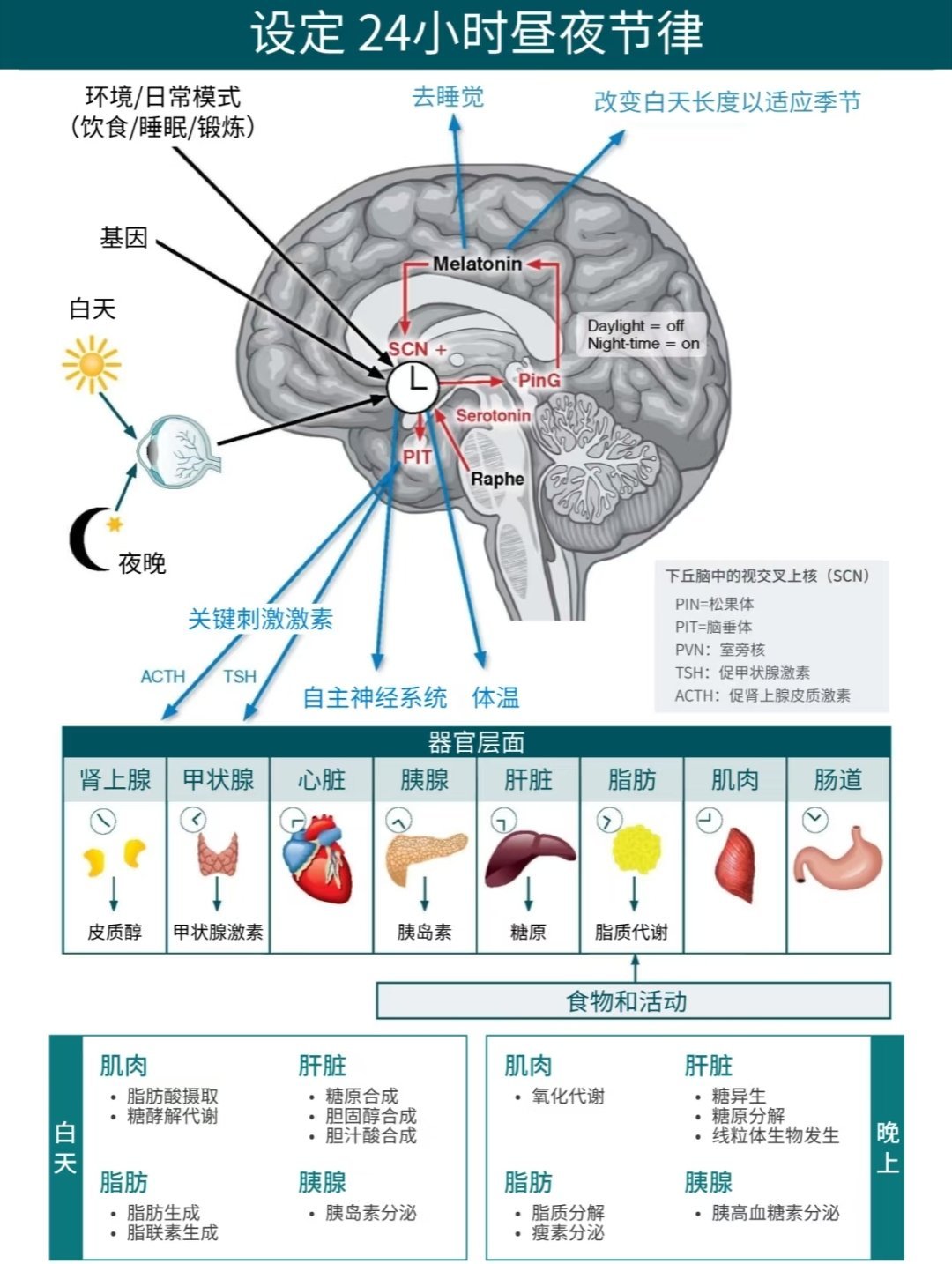 投票
  最科學的養生指南!熬夜冠軍年輕人的自救指南-第1張