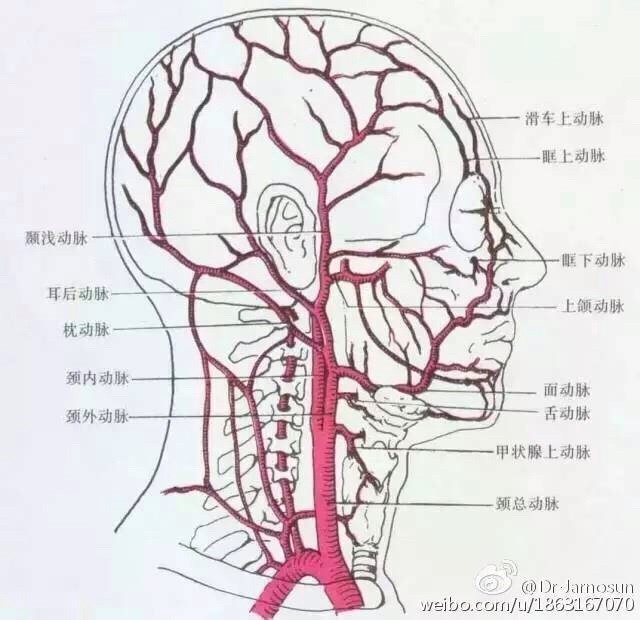 大学生自救指南：常见的动脉位置和止血急救方法-第5张