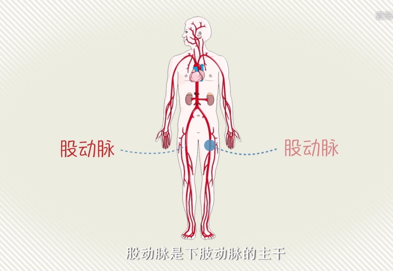 大学生自救指南：常见的动脉位置和止血急救方法-第11张