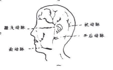 大学生自救指南：常见的动脉位置和止血急救方法-第4张