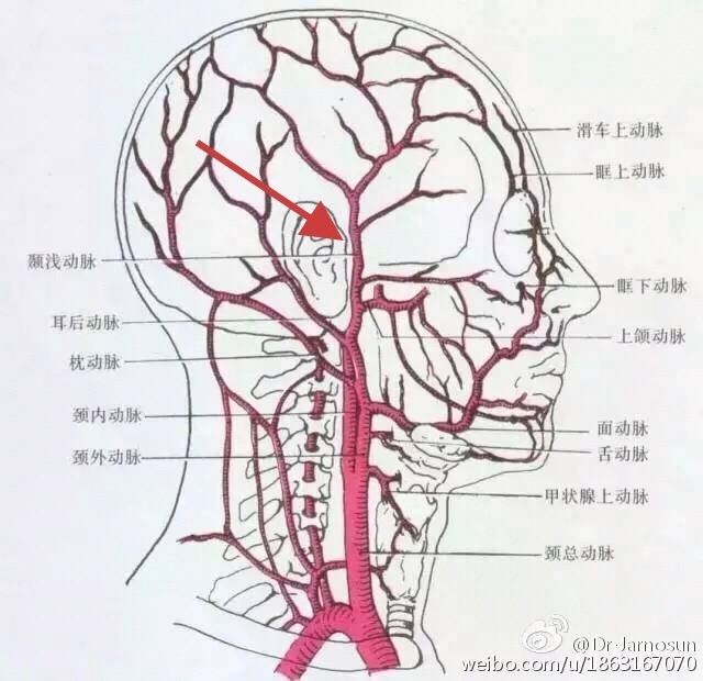 大学生自救指南：常见的动脉位置和止血急救方法-第6张