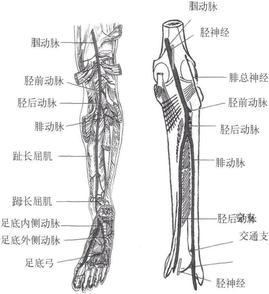 大学生自救指南：常见的动脉位置和止血急救方法-第14张