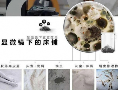 家用除螨仪哪个牌子效果好又实惠？2025年口碑最好的除螨仪排名