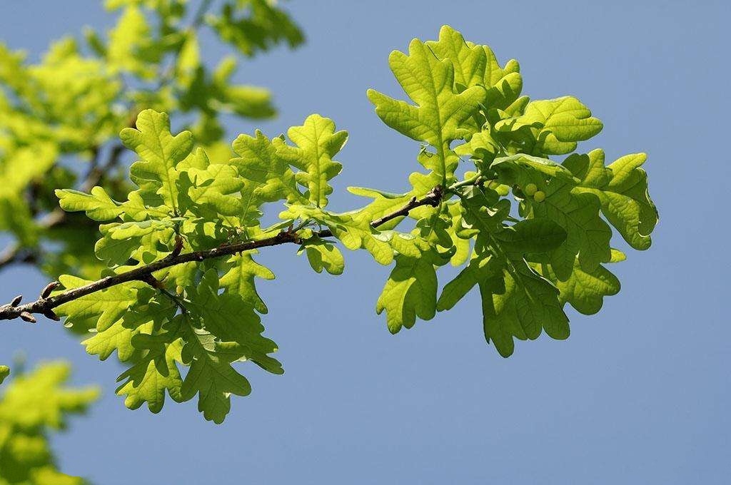 明日方舟以植物為代號的幹員(一)-第16張