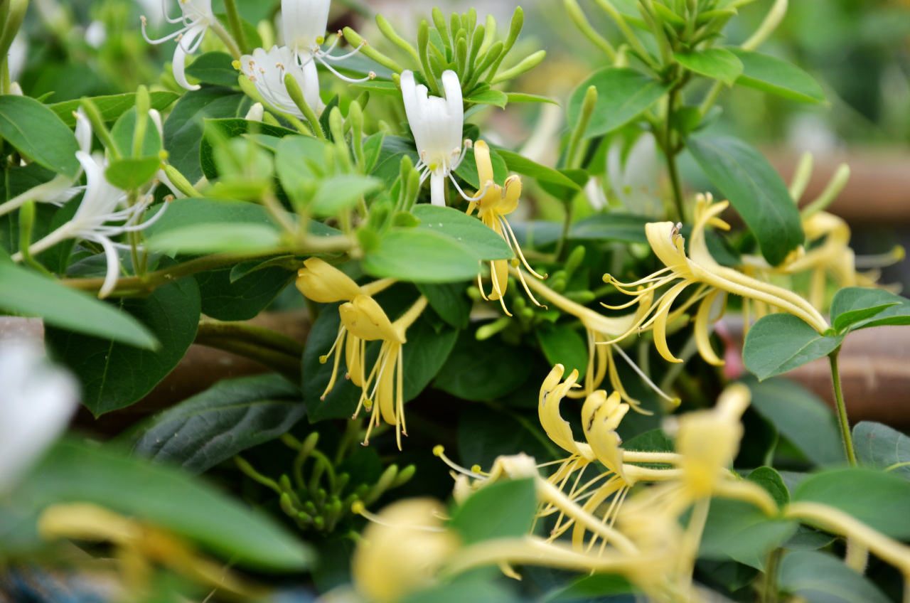 明日方舟以植物為代號的幹員(一)-第7張