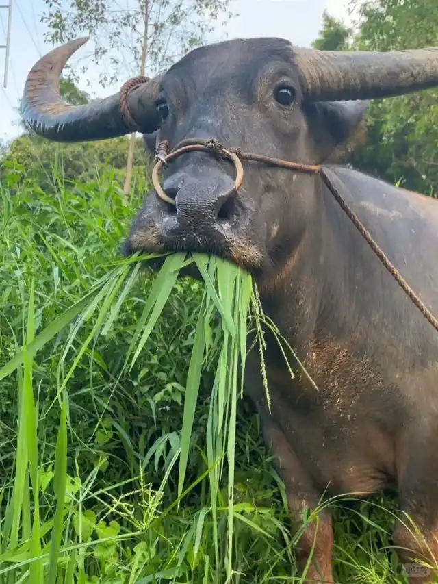 【球盟会】高中课本四大顶级天才,天才只是见他的门槛