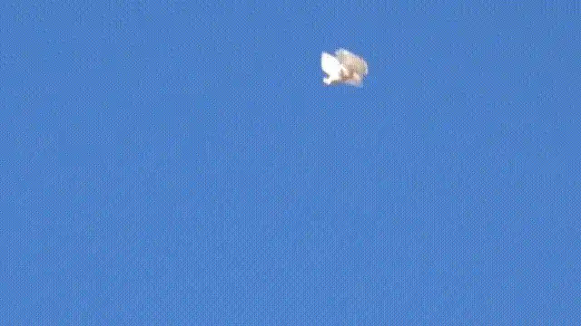 【球盟会】有种鸽子会翻跟斗,名唤“翻翻鸽”新疆朋友:朋友,你们的不会吗