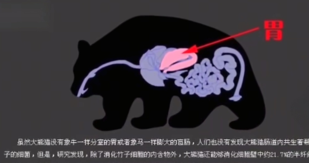 【球盟会】为什么🦁🐯不吃🐼