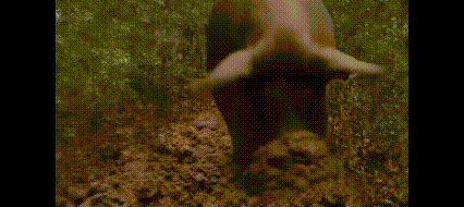 【球盟会】为啥柿子缺点那么多，还是很多人喜欢