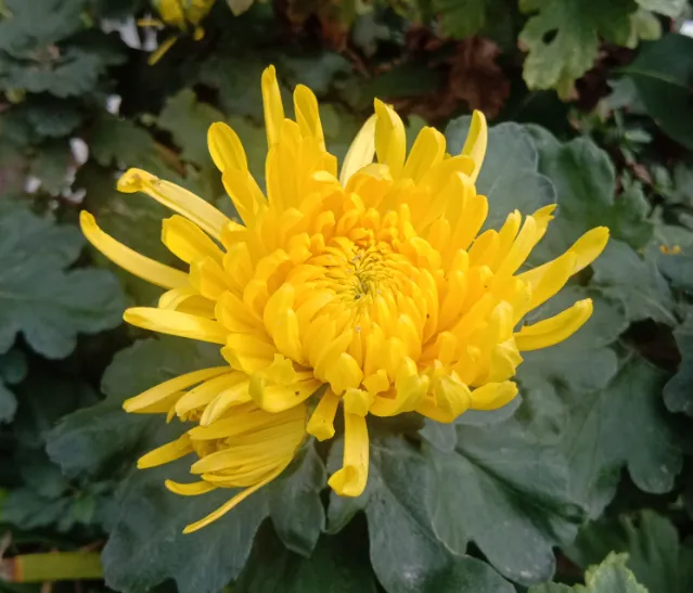 卧薪尝胆，十年隐忍——那些年被起义推翻的贴吧