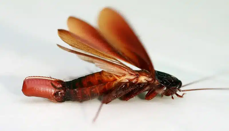 Flying Cockroach: Species, Risks & How to Stop Them