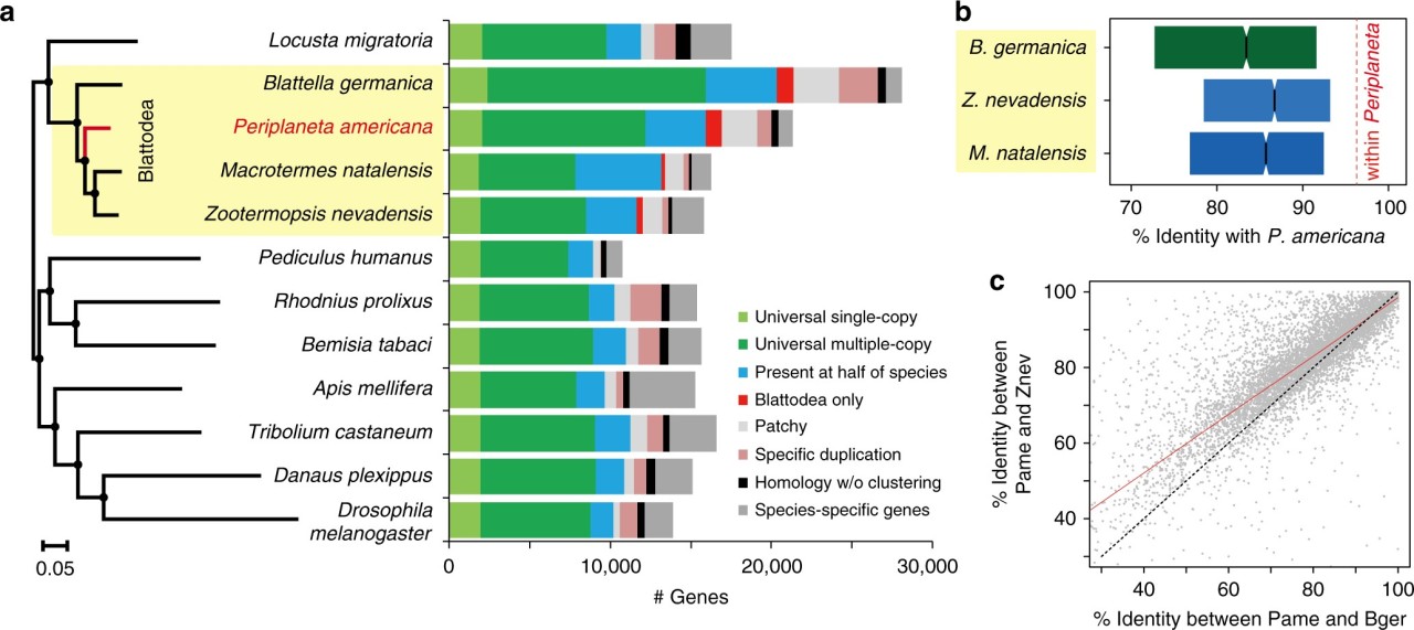 The genomic and functional landscapes of developmental plasticity in the  American cockroach | Nature Communications