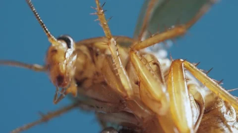 Close-up macro arthropod insect cockroach spreads it wings to fly in wild