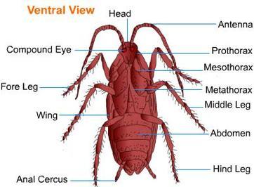 Morphology and anatomy of cockroach - BIOLOGY4ISC
