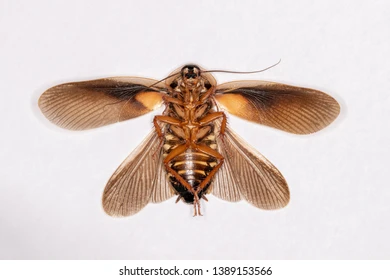 Cockroach Wings On White Background Macro Stock Photo 1389153566 | Shutterstock