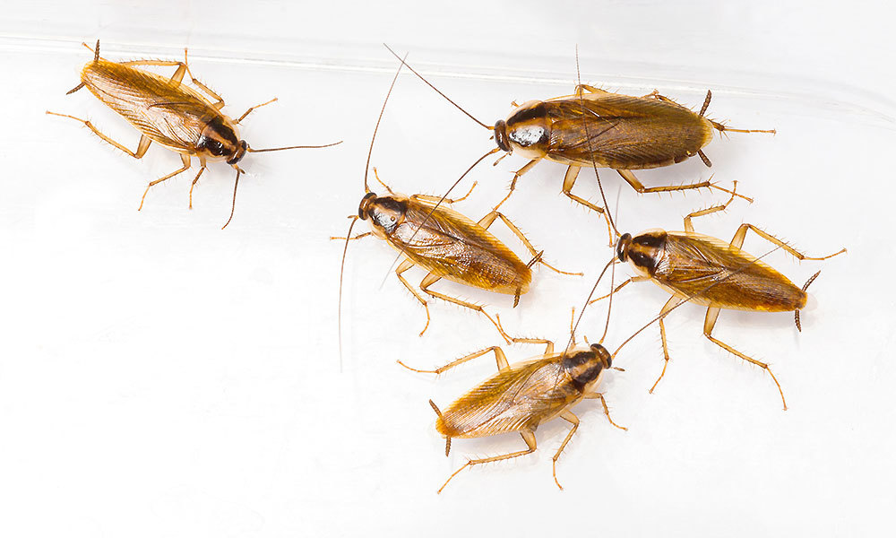 German Cockroach – Blatella germanica – NIPCAM
