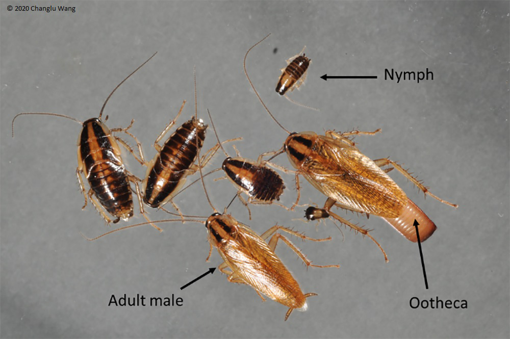 FS1322: German Cockroach (Rutgers NJAES)