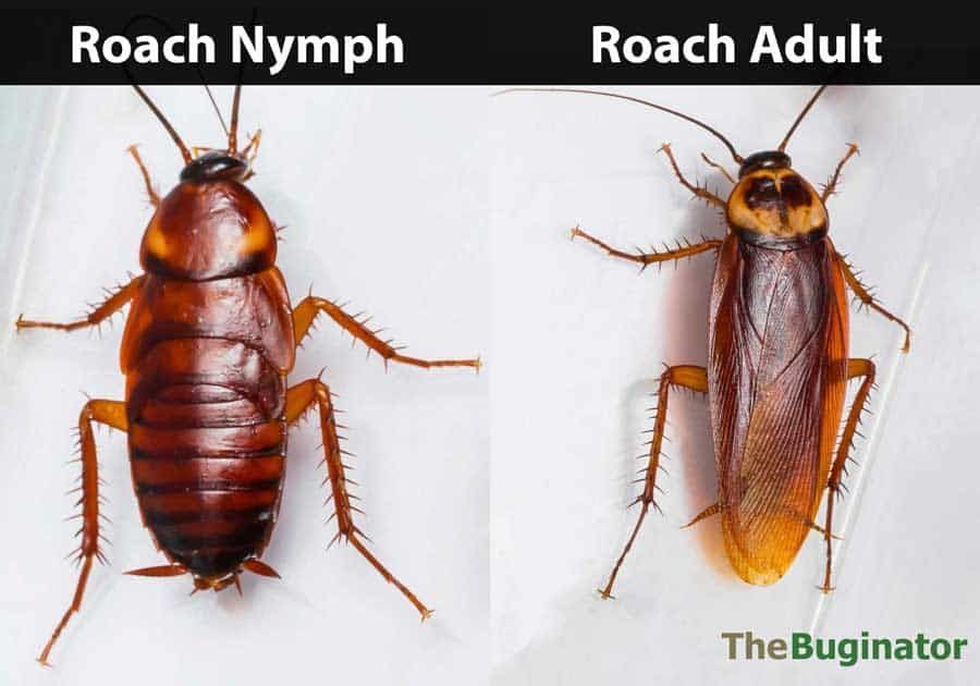 Baby Roach Guide: 6 Cockroach Nymph Features, Comparison Photos » The  Buginator