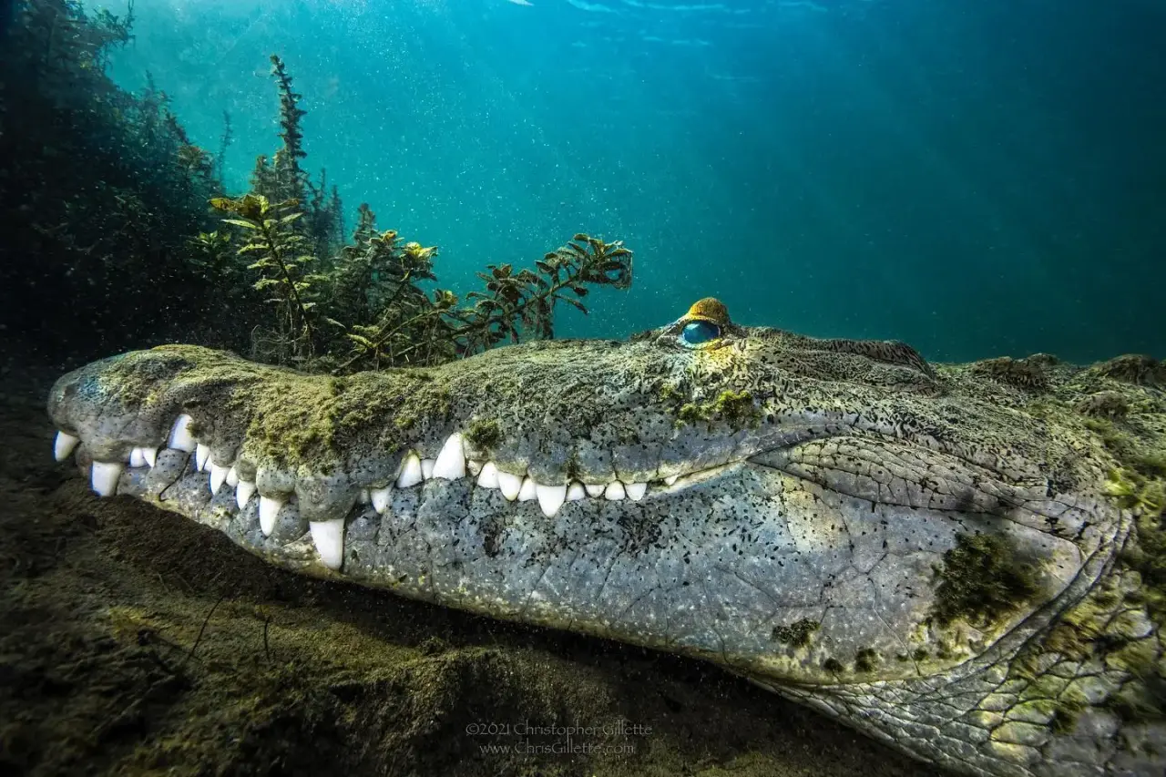 Magnificent Footage Shows Enormous Crocodile Resting Underwater in Florida  - Newsweek