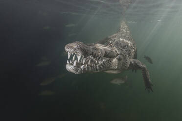 Open mouth of American Crocodile in water, Chinchorro Banks, Mexico stock  photo