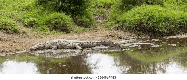 7,715 African River Crocodile Royalty-Free Images, Stock Photos & Pictures | Shutterstock