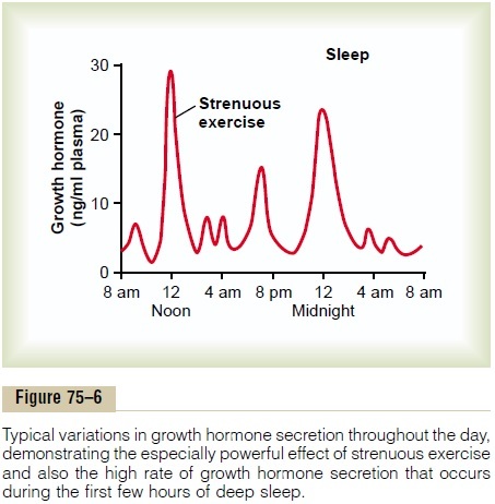 Regulation of Growth Hormone Secretion