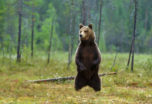 Standing Grizzly Bear Images – Browse 33,213 Stock Photos, Vectors, and  Video | Adobe Stock