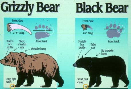 Grizzly Bear Identification | University of Montana