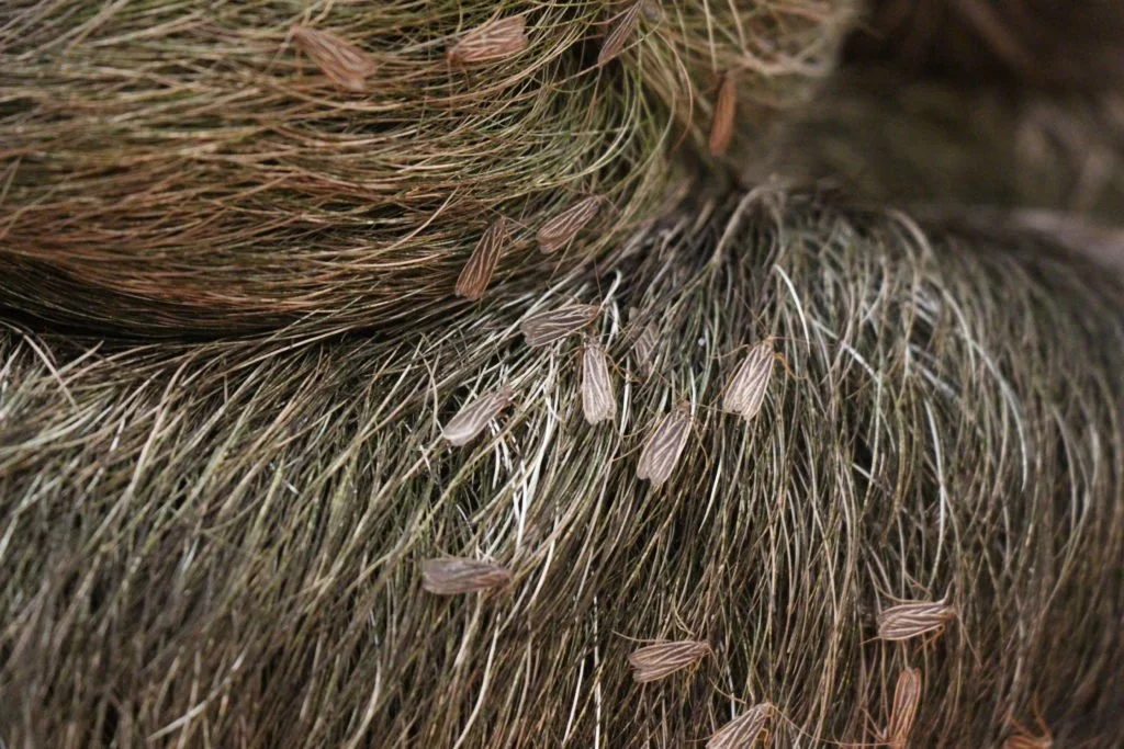 With a little help from my friends: sloth hair, moths and algae — The Sloth Conservation Foundation