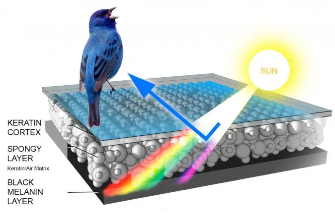 how color is formed in bird feathers | Kim Smith Films